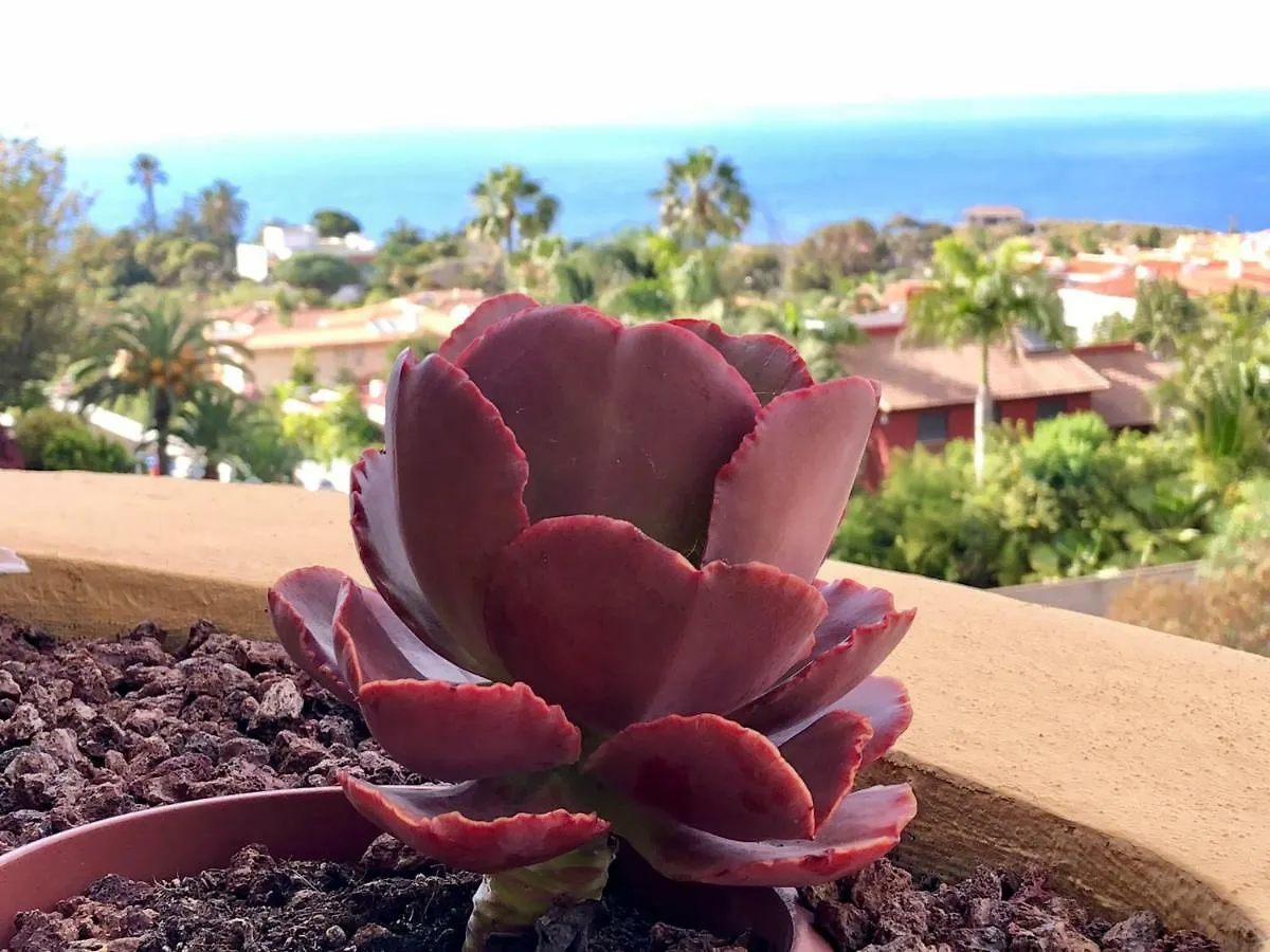 Terraza Vista Oceano La Quinta Apartment Santa Ursula  Spain