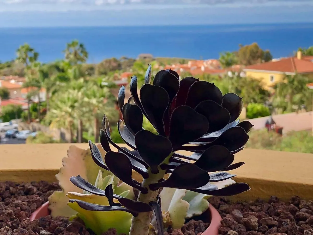 Terraza Vista Oceano La Quinta Apartment Santa Ursula   Santa Ursula (Tenerife)